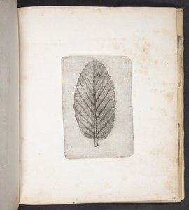 葉の刻印 作： Peter Larsen Kyhl