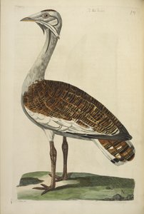 オスのノガン、トーマス・ペナント作「The British Zoology」の挿絵 作： Peter Mazell