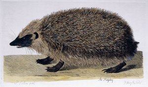ハリネズミ、1761-1766 作： Peter Paillou