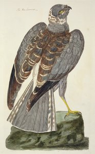 ピーターマゼル（fl.1761-97）1766によって彫刻された「イギリスの動物学、クラスII：鳥」の編ハリアー（サーカスシアネウス）プレート 作： Peter Paillou