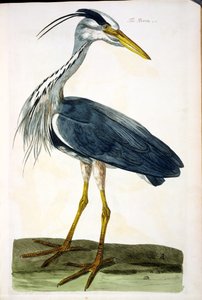 ピーターマゼル（fl.1761-97）1766によって彫刻された「イギリスの動物学、クラスII：鳥」からのヘロン（アルデーアシネレア）プレート 作： Peter Paillou