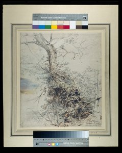 フェンスのそばにある枯れかけた木とその幹に生えたワラビ、1618-20年頃（紙にチョークとウォッシュを使ったペンとインク 作： Peter Paul Rubens
