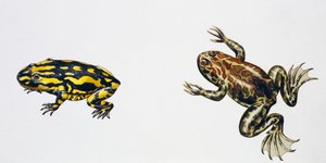 Triadobatrachus massinotiとPalaeobatrachus sp、アートワーク：Peter Ross
写真 作： ピーター・ロス