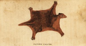 フィリピン オオキツネザル、Cynoc​​ephalus volans。、1800 年 (彫刻) 作： Peter Simon Pallas