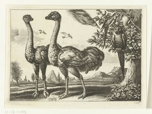 2 つのダチョウ Diversarum avium 種 (シリーズ タイトル) 別の鳥（シリーズタイトル） 作： Peter van Liesebetten