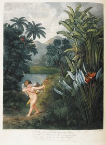 植物に愛を与えるキューピッド。 作： Philip (after) Reinagle