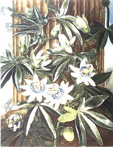 ロバート・ソーントンの「The Temple of Flora」から、コールドウェルが彫刻したブルーパッションフラワー。1800年（彩色済みエングレーヴィング） 作： Philip (after) Reinagle