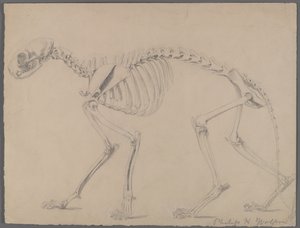 猫の骨格（紙に黒鉛） 作： Philip H. Wolfrom