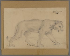 ライディングライオネス（板紙にマウントされた紙の上のグラファイト） 作： Philip H. Wolfrom