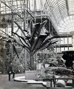 エジプトの部屋の熱帯植物、クリスタルパレス、シデナム、ロンドン、1854 作： Philip Henry Delamotte