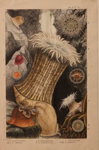 プレートII、「Actinologia Britannica：英国のイソギンチャクとサンゴの歴史」の研究、c.1858-60（グラファイト、紙と紙とガッシュ）