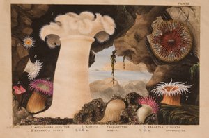プレートI、「Actinologia Britannica：英国のイソギンチャクとサンゴの歴史」、c.1858-60（黒鉛、紙と紙とガッシュ） 作： Philip Henry Gosse