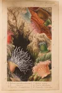プレートVI、「Actinologia Britannica：英国のイソギンチャクとサンゴの歴史」の研究、c.1858-60（グラファイト、紙と紙とガッシュ） 作： Philip Henry Gosse