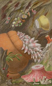 クリムゾンインペリアル、イエローインペリアル、グローブホーン、プレートIX from Actinologia Britannica：イギリス海イソギンチャクとサンゴの歴史、1860年（クロモリト） 作： Philip Henry Gosse