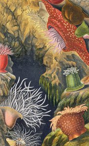 Diademニキビ、プレートVI、「Actinologia Britannica：英国のイソギンチャクとサンゴの歴史」、1860（クロモリト） 作： Philip Henry Gosse