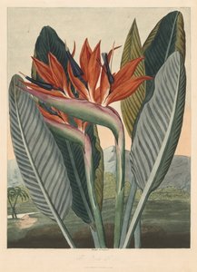 フローラ神殿、または自然の庭園：クイーンフラワー、1812年。 作： Philip Reinagle