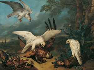 アイスランドのハヤブサに負けたアカトビ 作： Philipp Ferdinand de Hamilton