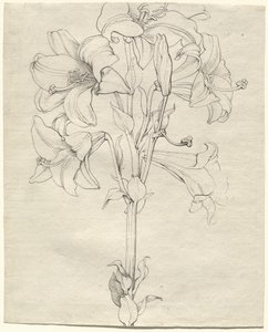 六つ咲きの百合の茎 作： Philipp Otto Runge