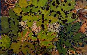 Acer pseudoplatanus：黒い菌Rhytisma acerinum、1907-09（グラビア）に襲われたシカモア 作： Philippe Robert