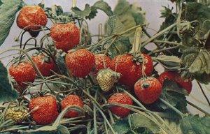 イチゴ-John Kidd＆Co. Ltd.、1910 作： Photochrom Co Ltd of London