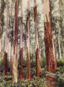 フォレストグレン（カラー写真） 作： Photographer Australian