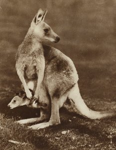 母親の袋から顔を出すカンガルーの赤ちゃん（オーストラリア）（モノクロ写真