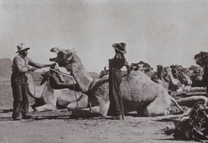 アボリジニとラクダのチームがオーストラリア中央部の基地への供給を担当（モノクロ写真 作： Photographer Australian
