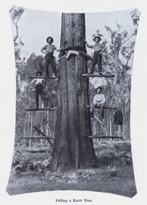 カリーの木の伐採（モノクロ写真 作： Photographer Australian