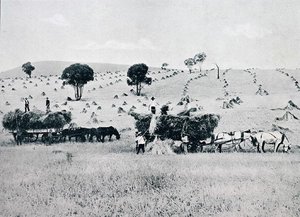 ニュー・サウス・ウェールズ州の収穫風景（1900年頃）「Under the Southern Cross - Glimpses of Australia（南十字星の下で-オーストラリアを垣間見る）」（メルボルンの外務省発行）より 作： Photographer Australian