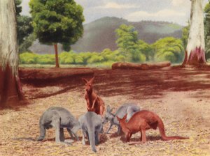 カンガルー（カラー写真） 作： Photographer Australian