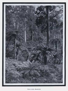 HealesvilleのNyora Gully (白黒写真) 作： Photographer Australian