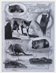 オーストラリアの動物たち（モノクロ写真