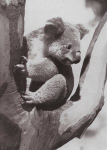 ユニークなコアラやネイティブベア（モノクロ写真 作： Photographer Australian