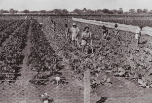 大陸横断道路周辺の砂漠地帯で、ボアウォーターを使って栽培された野菜（モノクロ写真 作： Photographer Australian
