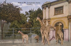 ケルン動物園、キリン（写真 作： Photographer German