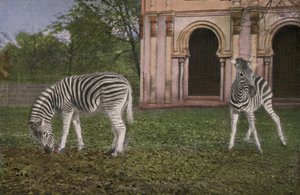 ケルン動物園 シマウマ（写真 作： Photographer German