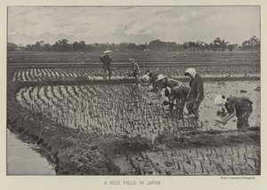 日本の田んぼ（モノクロ写真