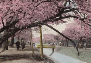 日本、1912年頃。東京近郊、小金井の桜（写真 作： Photographer Japanese