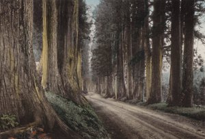 日本、1912年頃。日光・杉並木道（写真 作： Photographer Japanese