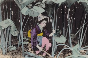 日本、1912年頃。秋田の山菜、巨大なボグルバーブ（写真 作： Photographer Japanese