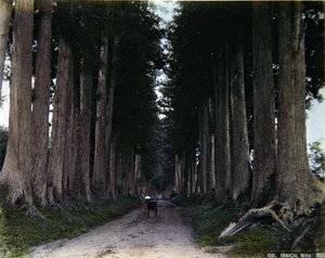 日光の並木道を走る人力車、1900年頃（カラー写真）