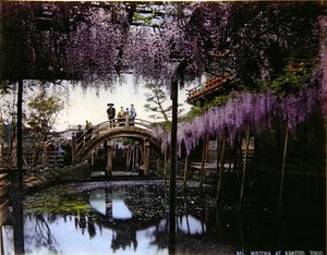 亀戸の庭の藤（1900年頃）（カラー写真 作： Photographer Japanese