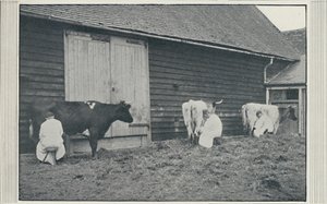 乳牛、1910 作： Pictorial Agency