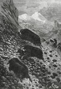エドワード・リウ（1833-1900）の木版画「麝香の牛」。 作： Blaise Nicolas Le Sueur