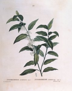 Andromeda acuminata Henry Louis Duhamel du Monceau、Pierre Joseph Redoutéによるボタニカルプレート。 作： Pierre Joseph Redouté