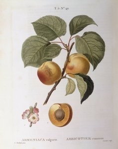 アプリコット（Armeniaca vulgarisまたはPrunus armeniaca）、Henry Louis Duhamel du Monceau、Pierre Joseph Redoutéによる植物画プレート