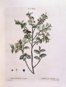 ビルベリー（Vaccinium myrtillus）、Henry Louis Duhamel du Monceau、Pierre Joseph Redoutéによるボタニカルプレート 作： Pierre Joseph Redouté