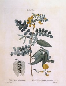 膀胱セナ（Colutea arborescence）、Henry Louis Duhamel du Monceau、Pierre Joseph Redoutéによる植物画プレート 作： Pierre Joseph Redouté