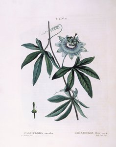 ブルーパッションフラワー（Passiflora caerulea）、Henry Louis Duhamel du Monceau、Pierre Joseph Redoutéによる植物画プレート 作： Pierre Joseph Redouté