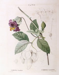 カップとソーサーのつる植物（Cobaea scandens）、Henry Louis Duhamel du Monceau、Pierre Joseph Redoutéによるボタニカルプレート 作： Pierre Joseph Redouté
